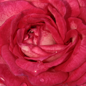 Rozenplanten online kopen en bestellen - Roze - Wit - floribunda roos - zacht geurende roos - Rosa Daily Sketch - Samuel Darragh McGredy IV - Zachte geur en bijzondere kleur, uitstekend voor borders.